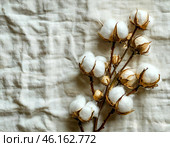 Текстильная промышленность. Хлопок. Цветок из хлопка на фоне белой хлопчатобумажной ткани. Место для текста. Стоковое AI-изображение, AI-художник Руслан Лесков / Фотобанк Лори