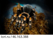 Мексиканский красноколенный паук птицеед Brachypelma smithi сидит на влажном субстрате из мха сфагнума внутри укрытия. Стоковое фото, фотограф Алиса Сокол / Фотобанк Лори