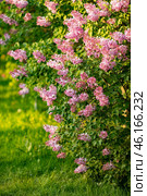 Large lilac bush in spring in May. Bright flowers of spring lilac bush. Spring flowers close-up. Twig beautiful varietal blooming flower. Стоковое фото, фотограф Ирина Михайличенко / Фотобанк Лори