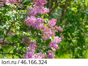Large lilac bush in spring in May. Bright flowers of spring lilac bush. Spring flowers close-up. Twig beautiful varietal blooming flower. Стоковое фото, фотограф Ирина Михайличенко / Фотобанк Лори