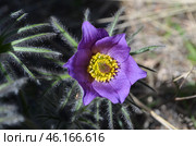 Прострел раскрытый (Pulsatilla patens L.), "Сон-трава" Стоковое фото, фотограф Мария Петрова / Фотобанк Лори