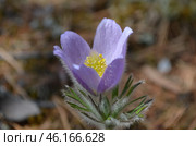 Прострел раскрытый (Pulsatilla patens L.), "Сон-трава" Стоковое фото, фотограф Мария Петрова / Фотобанк Лори