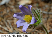 Прострел раскрытый (Pulsatilla patens L.), "Сон-трава" Стоковое фото, фотограф Мария Петрова / Фотобанк Лори