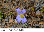 Прострел раскрытый (Pulsatilla patens L.), "Сон-трава" Стоковое фото, фотограф Мария Петрова / Фотобанк Лори