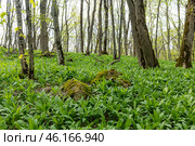 Wild garlic (Allium ursinum) green leaves in the beech forest. The plant is also known as ramsons, buckrams, broad-leaved garlic, wood garlic, bear leek or bear's garlic. Стоковое фото, фотограф Ирина Михайличенко / Фотобанк Лори