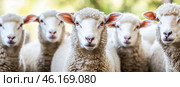 Flock of sheep grazes peacefully in a rustic farm setting alive with nature. Detailed closeup of brown and white sheep herd. Concept of sheep farming and herding. Open-air sheepfold. Farmhouse. Стоковое AI-изображение, AI-художник Евгений Демидюк / Фотобанк Лори