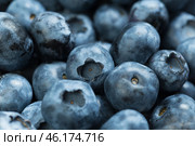 Freshly picked blueberries showcasing their deep blue hue and natural imperfections from a recent harvest in a sunny orchard. Стоковое фото, фотограф Сергей Толмачёв / Фотобанк Лори