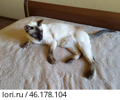 Кот породы Ориентальная кошка на кровати. Стоковое фото, фотограф Эльвира Сеппенен / Фотобанк Лори