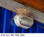 Южный Урал, гнездо деревенской ласточки (Hirundo rustica) на фонаре. South Urals, the nest of the barn swallow (Hirundo rustica) on the lantern. Стоковое фото, фотограф Евгений Романов / Фотобанк Лори
