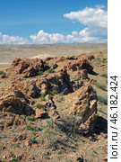 Rocky semi-desert with bushes of Caragana pygmaea in the Kosh-Agach Valley in Altai. Стоковое фото, фотограф Сергей Пристяжнюк (Serg Zastavkin) / Фотобанк Лори