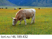 A red-haired, piebald bull grazes in a mountain valley. Стоковое фото, фотограф Staryh Luiba / Фотобанк Лори