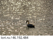 Южный Урал, лебедь-шипун (Cygnus olor) на озере весной. Southern Urals, mute swan (Cygnus olor) on the lake in spring. Стоковое фото, фотограф Евгений Романов / Фотобанк Лори