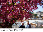 Цветущая сакура (японская вишня) в парке. Стоковое фото, фотограф Светлана Брайман / Фотобанк Лори