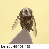 Green bottle flies Lucilia sits on the paper. Стоковое фото, фотограф Михаил Кочиев / Фотобанк Лори