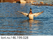 Южный Урал, самец кряквы (Anas platyrhynchos) на воде. Southern Urals, male mallard (Anas platyrhynchos) on the water. Стоковое фото, фотограф Евгений Романов / Фотобанк Лори
