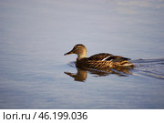 Южный Урал, самка кряквы (Anas platyrhynchos) на воде. Southern Urals, female mallard (Anas platyrhynchos) on the water. Стоковое фото, фотограф Евгений Романов / Фотобанк Лори