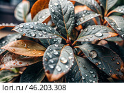 Close-up macro shot of red-green leaves, drops of water on the leaves. The texture. Стоковое AI-изображение, AI-художник Photojuli / Фотобанк Лори