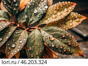 Close-up macro shot of red-green leaves, drops of water on the leaves. The texture. Стоковое AI-изображение, AI-художник Photojuli / Фотобанк Лори