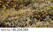 Arctic Tundra lichen moss close-up. Found primarily in areas of Arctic Tundra, alpine tundra, it is extremely cold-hardy. Cladonia rangiferina, also known as reindeer cup lichen. Стоковое фото, фотограф Андрей Армягов / Фотобанк Лори