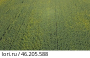 Endless field of sunflower is view from top. Flight over field of flowering sunflowers. Growing sunflower for seed and oil. Стоковое видео, видеограф Скрипачев Антон / Фотобанк Лори