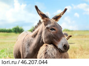 Grey donkeys in wildlife sanctuary. Стоковое фото, фотограф Pixel_shot / Фотобанк Лори
