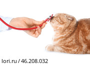 Veterinarian examining cute cat on white background. Стоковое фото, фотограф Pixel_shot / Фотобанк Лори