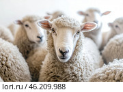 Flock of sheep grazes peacefully in a rustic farm setting alive with nature. Detailed closeup of brown and white sheep herd. Concept of sheep farming and herding. Open-air sheepfold. Farmhouse. Стоковое AI-изображение, AI-художник Евгений Демидюк / Фотобанк Лори