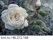 A close-up of a white rose covered in frost against a frosty background. The petals of the flower look soft but are covered with a light layer of ice, and the green leaves and bud are decorated with crystals of frozen moisture. The background is made in cool silvery-blue shades, with graceful frosty patterns, giving the image a fabulous and magical look. The contrast between living nature and the winter cold emphasizes the fragility and beauty of the moment. Стоковое AI-изображение, AI-художник Анна Кривицкая / Фотобанк Лори