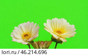 Yellow Gerbera flowers on a green screen. Vibrant flower heads on a green background animation. Wedding backdrop, Valentine's Day. Floral border frame on chroma key. Design element. Template, Mock-Up. Стоковое AI-видео, аниматор Марина Демидюк / Фотобанк Лори