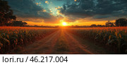 A stunning rural landscape with a corn field at sunset. The central dirt road leads straight into the sun, which paints the sky in rich shades of orange, yellow and blue. Clouds add drama to the scene, while long shadows and warm lighting create a cozy, calming feeling. Tall stalks of corn line the sides of the road, bathed in golden light. Silhouettes of trees and small hills can be seen in the distance. Стоковое AI-изображение, AI-художник Анна Кривицкая / Фотобанк Лори