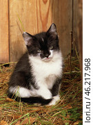 Чёрно-белый котёнок во дворе сельского дома. A black and white kitten in the courtyard of a rural house. Стоковое фото, фотограф Евгений Романов / Фотобанк Лори