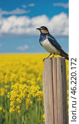 White throated bee eater perched on wooden post in canola field. Стоковое AI-видео, аниматор Юрий Поздников / Фотобанк Лори