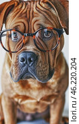 Smart dog wearing eyeglasses on white background. Стоковое AI-видео, аниматор Юрий Поздников / Фотобанк Лори