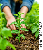 A gardener plants tomato seedlings in the ground for a future harvest. Стоковое AI-изображение, AI-художник Сергей Елизарьев / Фотобанк Лори
