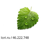 Fresh green leaf mint with water drops close-up isolated on a white background. Melissa officinalis (lemon balm). Стоковое фото, фотограф Руслан Хисматов / Фотобанк Лори