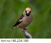 male grosbeak bird sitting on branch in spring garden. Стоковое фото, фотограф Бачкова Наталья / Фотобанк Лори