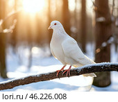 Белый голубь. Стоковое AI-изображение, AI-художник Руслан Лесков / Фотобанк Лори