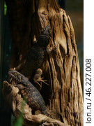 Lizard Keeled masked iguana in a terrarium. Стоковое фото, фотограф Ekaterina Barashkova / Фотобанк Лори