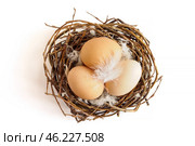 Brown chicken eggs and feathers in nest on white background. Easter concept, top view. Стоковое фото, фотограф Зарифа Арсланова / Фотобанк Лори