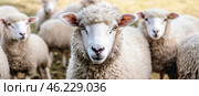 Flock of sheep grazes peacefully in a rustic farm setting alive with nature. Detailed closeup of brown and white sheep herd. Concept of sheep farming and herding. Open-air sheepfold. Farmhouse. Стоковое AI-изображение, AI-художник Евгений Демидюк / Фотобанк Лори