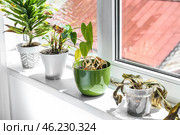 Wilted houseplants on windowsill in room. Стоковое фото, фотограф Pixel_shot / Фотобанк Лори