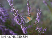 Coenonympha pamphilius (Small Heath, сенница памфил, сенница обыкновенная, малый желтый сатир, бархатница) Стоковое фото, фотограф Yuriy  Barbaruk / Фотобанк Лори