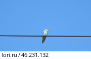 The wild bird Merops apiaster sits on an electric wire against the background of a clear blue sky. Стоковое видео, видеограф Александр Прошкин / Фотобанк Лори