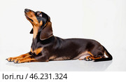 Portrait of Dachshund dog lying down. Cute little black and tan puppy dachshund lying down on floor on white background. Adorable new family member at home concept. Close up, copy space. Стоковое AI-изображение, AI-художник Ирина / Фотобанк Лори