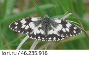 Бабочка Пестроглазка галатея Melanargia galathea. Стоковое видео, видеограф Александр Мамонтов / Фотобанк Лори