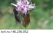 Бабочка Пестрянка скабиозовая Zygaena osterodensis Reiss. Стоковое видео, видеограф Александр Мамонтов / Фотобанк Лори