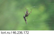 Паук Угловатый крестовик Araneus angulatus и его жертва бабочка боярышница. Стоковое видео, видеограф Александр Мамонтов / Фотобанк Лори