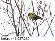 Little yellow bird is on bare tree. The Eurasian siskin. Стоковое фото, фотограф EugeneSergeev / Фотобанк Лори
