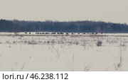 European Bison Herd Battling Snowstorm in Belarusian Winter Landscape. Стоковое видео, видеограф Dzmitry Astapkovich / Фотобанк Лори