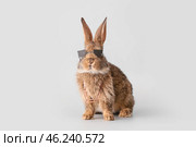 Cute fluffy rabbit with funny decor on light background. Стоковое фото, фотограф Pixel_shot / Фотобанк Лори